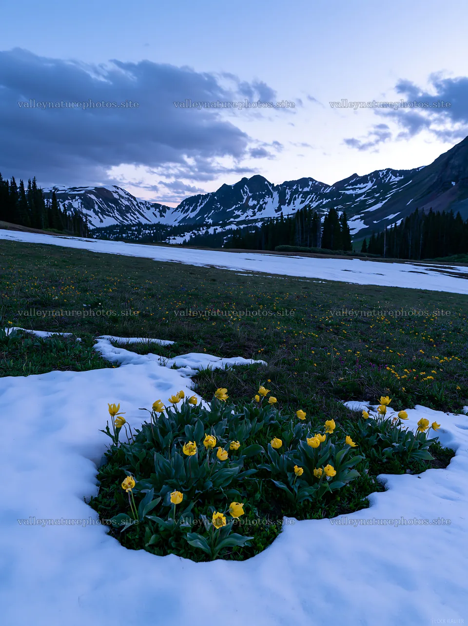 Snowbound meadow with yellow flowers in a mountain landscape – nature photography 6866x9174