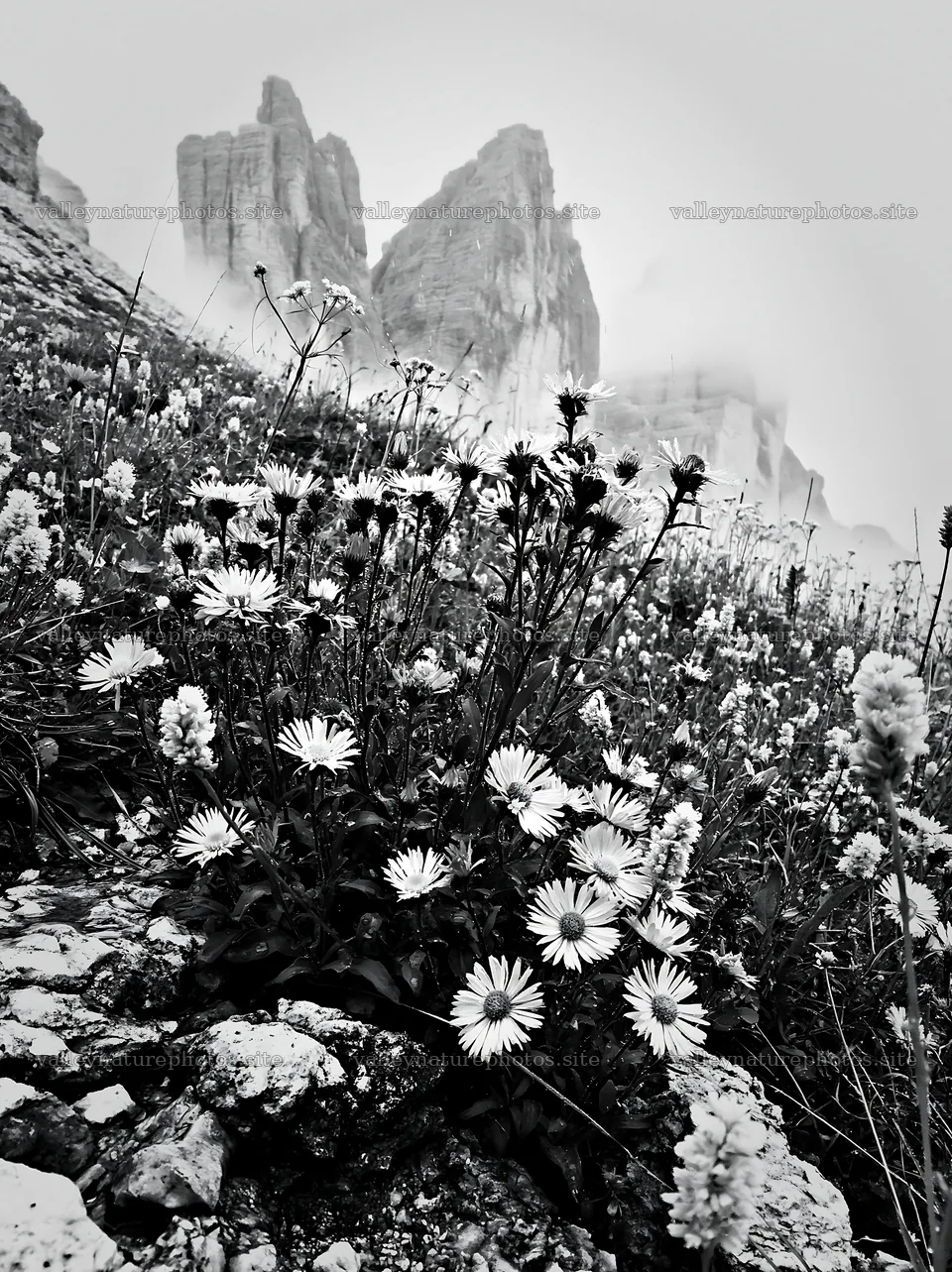 Climate-resilient meadow with flowers in a mountain setting – nature photography 6866x9174