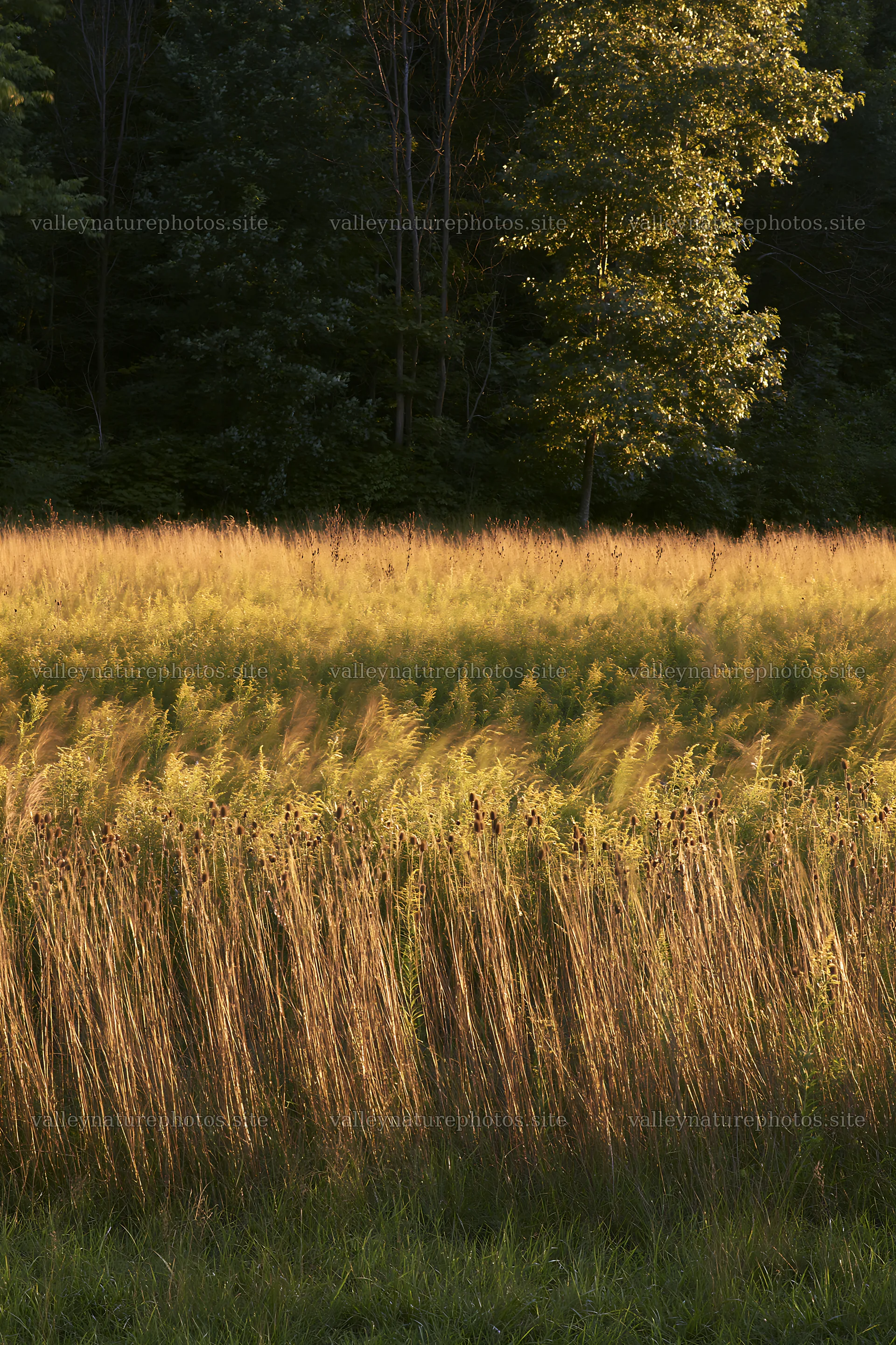 Sunlight over meadow at forest edge – nature photography 6480x9722