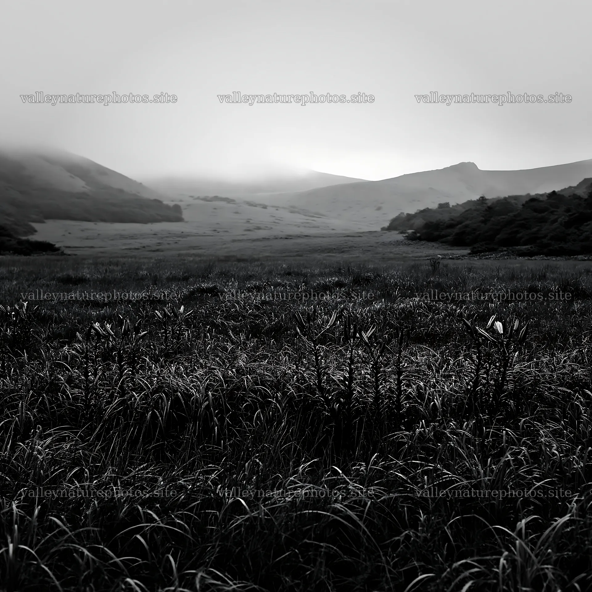 Rainwashed meadow in a misty valley – nature photography 7938x7938
