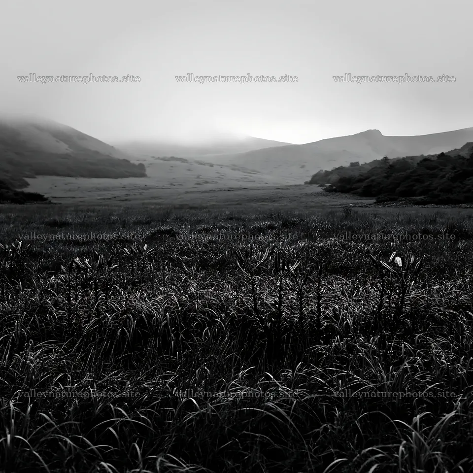 Rainwashed meadow in a misty valley – nature photography 7938x7938
