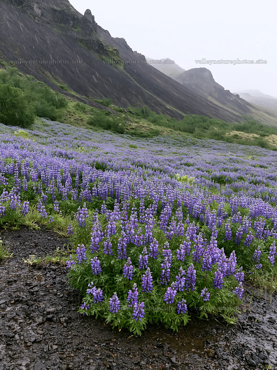 Rain soaked meadow with wildflowers in a mountain landscape – nature photography 6866x9174