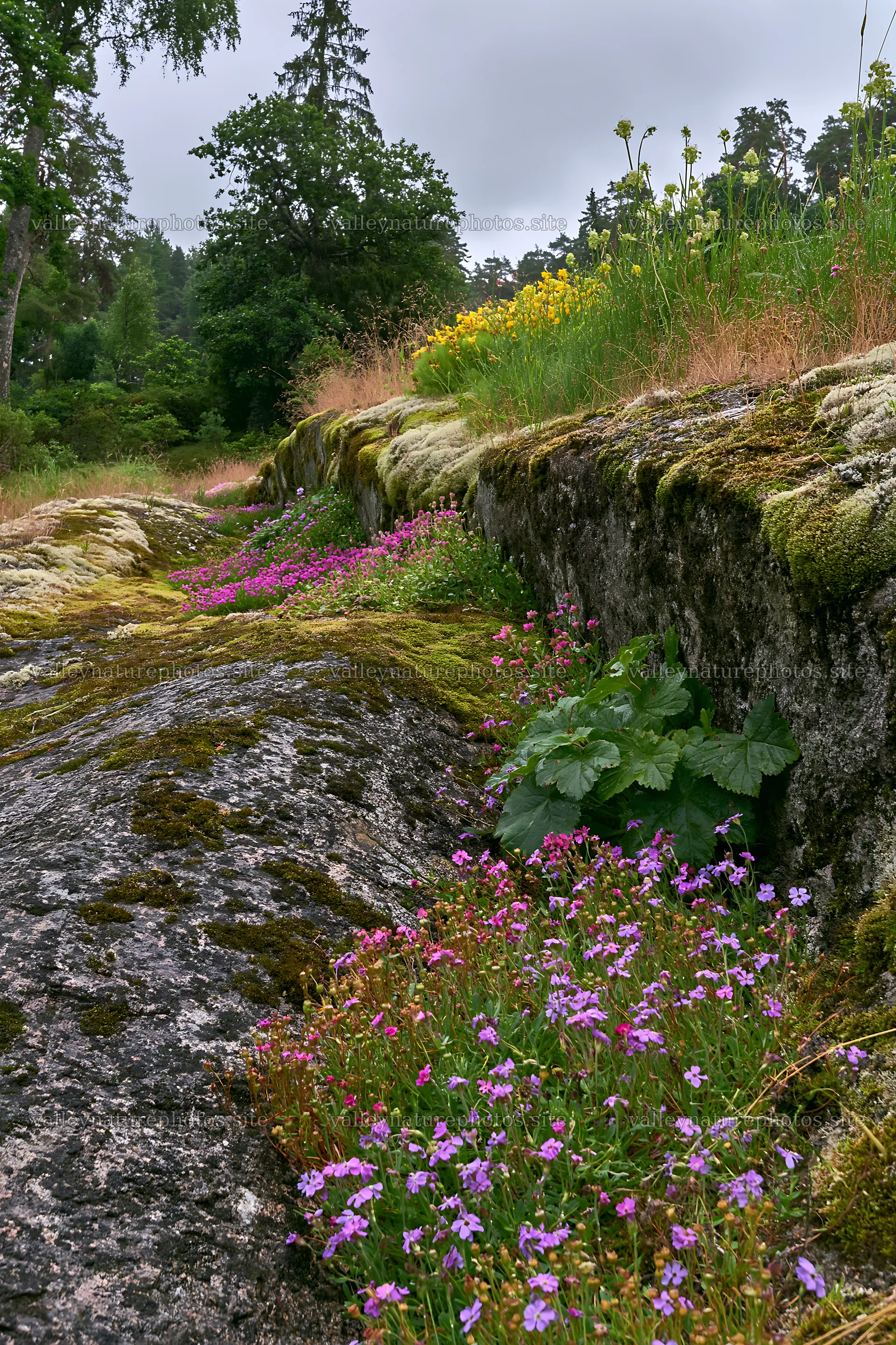 Mossy boulder meadow with wildflowers in natural landscape – nature photography 6480x9722