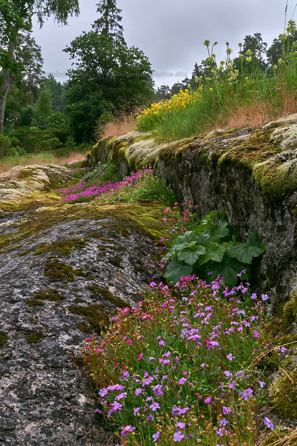 Mossy boulder meadow with wildflowers in natural landscape – nature photography 6480x9722