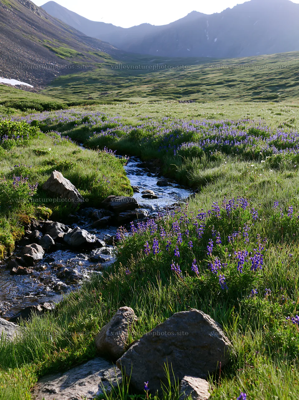 High contrast brook meadow with a flowing stream – nature photography 6866x9174