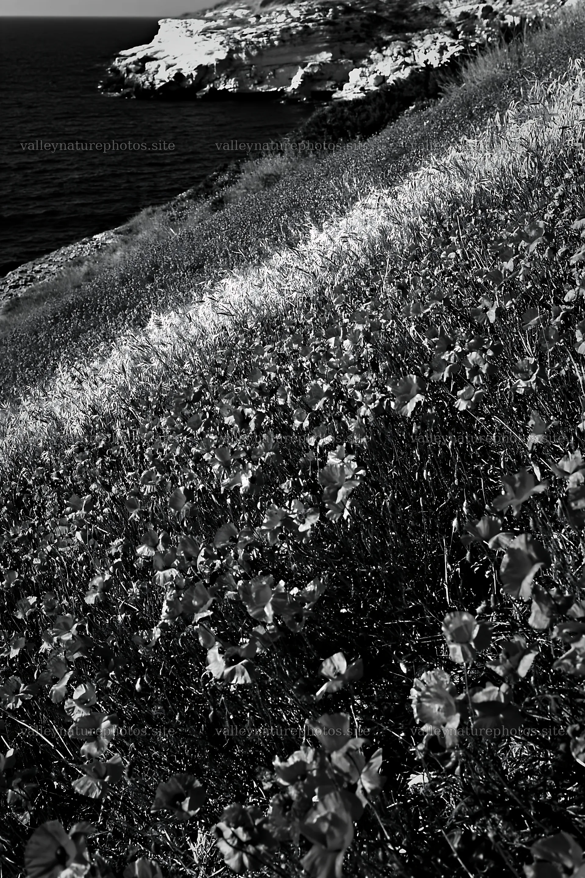Italian meadow along rocky coast with vibrant red flowers – nature photography 6480x9722