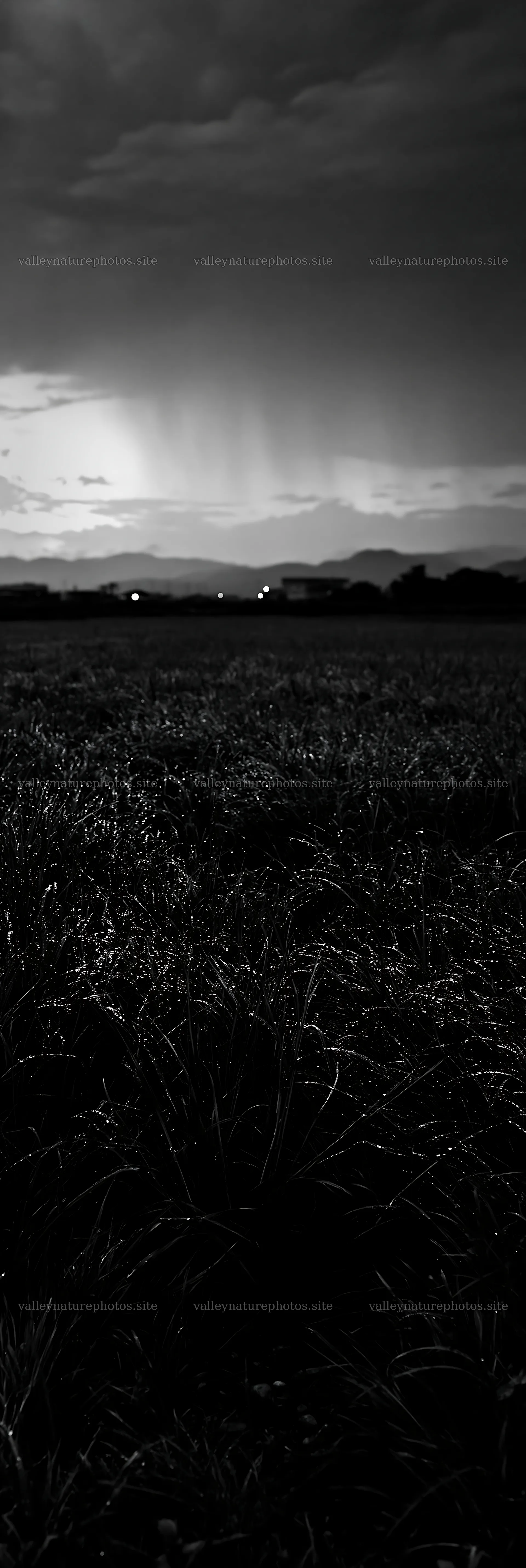 Niigata floodplain restoration meadow dew foreground at dusk – nature photography 4602x13690