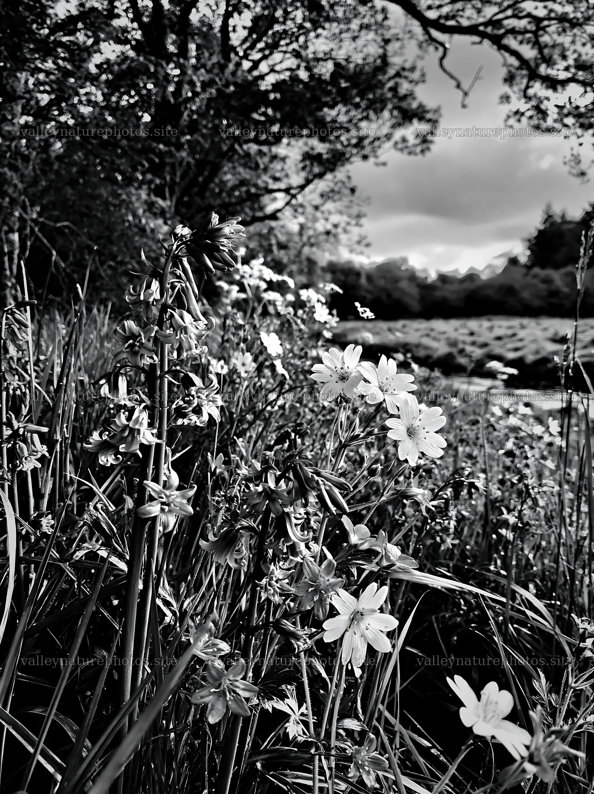 Woodland meadow flower border by stream with trees – nature photography 6866x9174