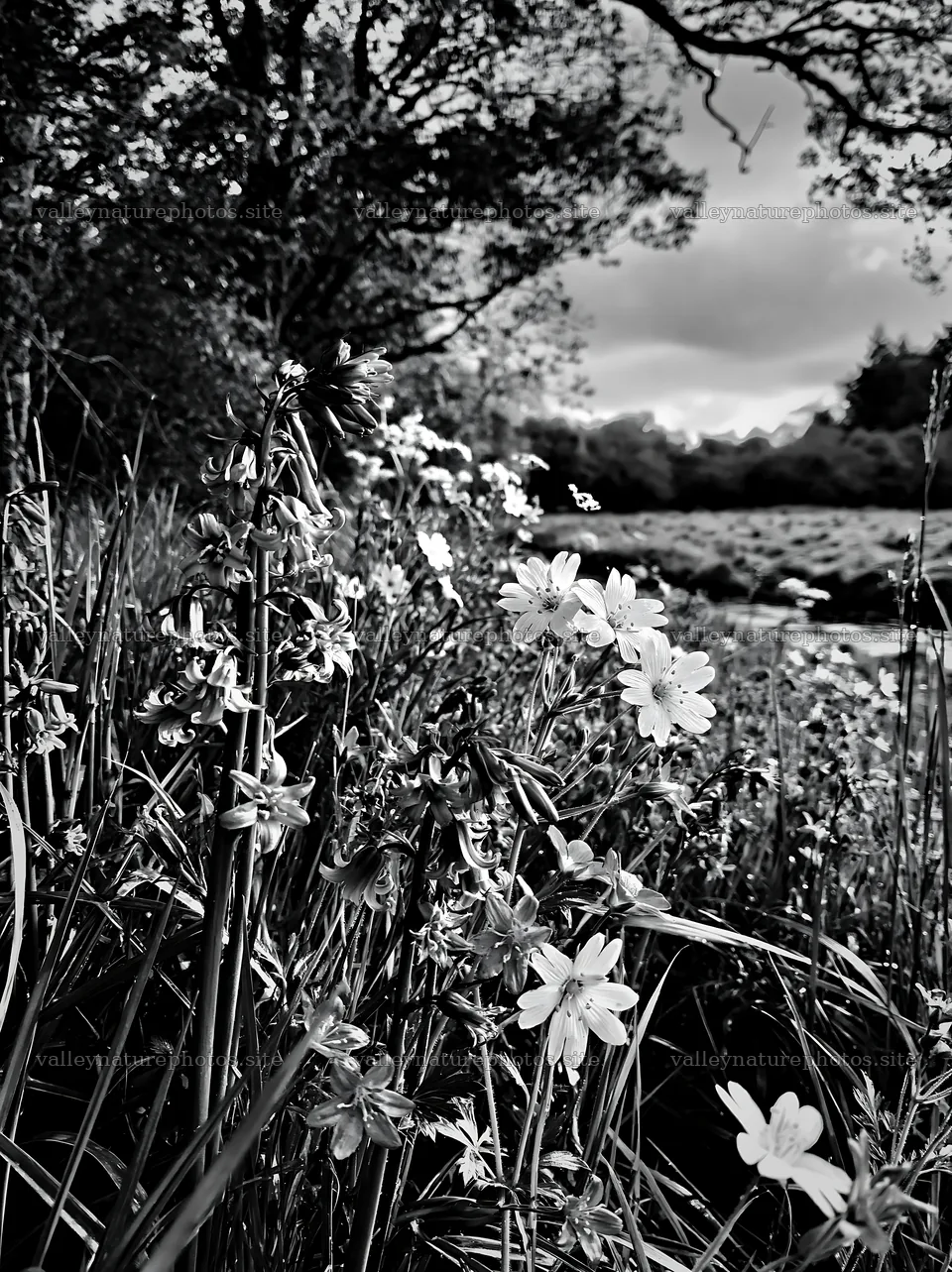 Woodland meadow flower border by stream with trees – nature photography 6866x9174