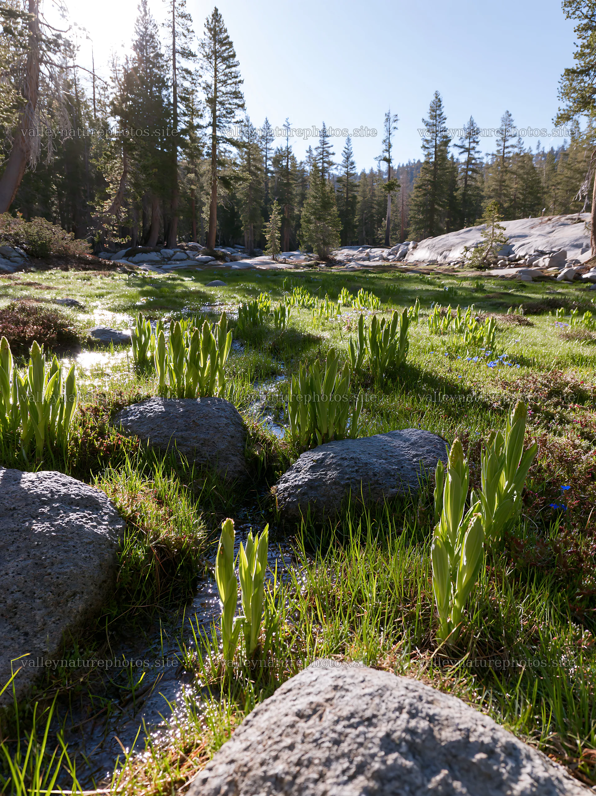 Mountain pass meadow with greenery and rocks – nature photography 6866x9174