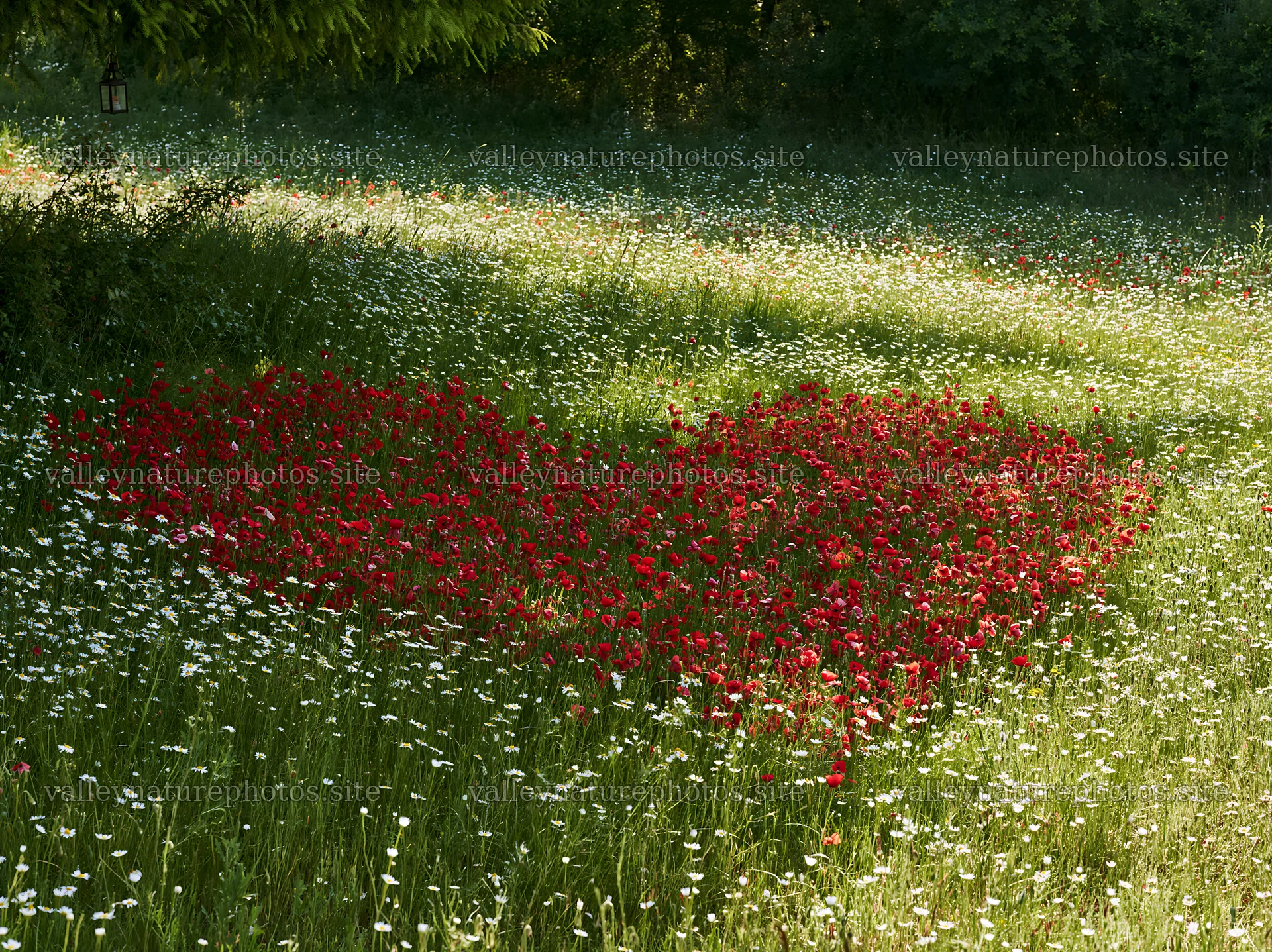 Christmas tree in meadow under bright sunlight – nature photography 9174x6866