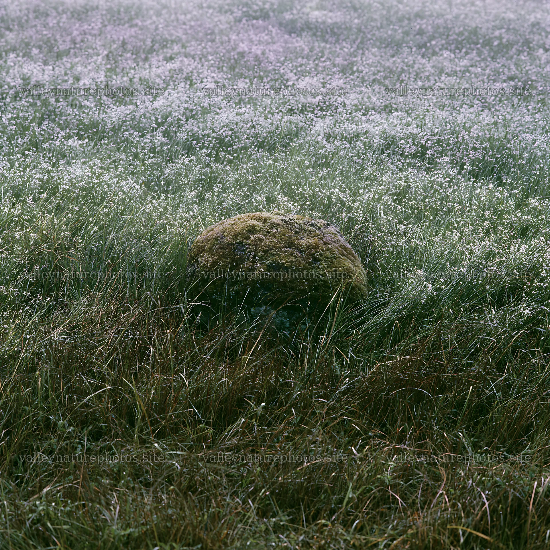 Miyagi spring recovery meadow mossy stone stands in grassy field – nature photography 7938x7938
