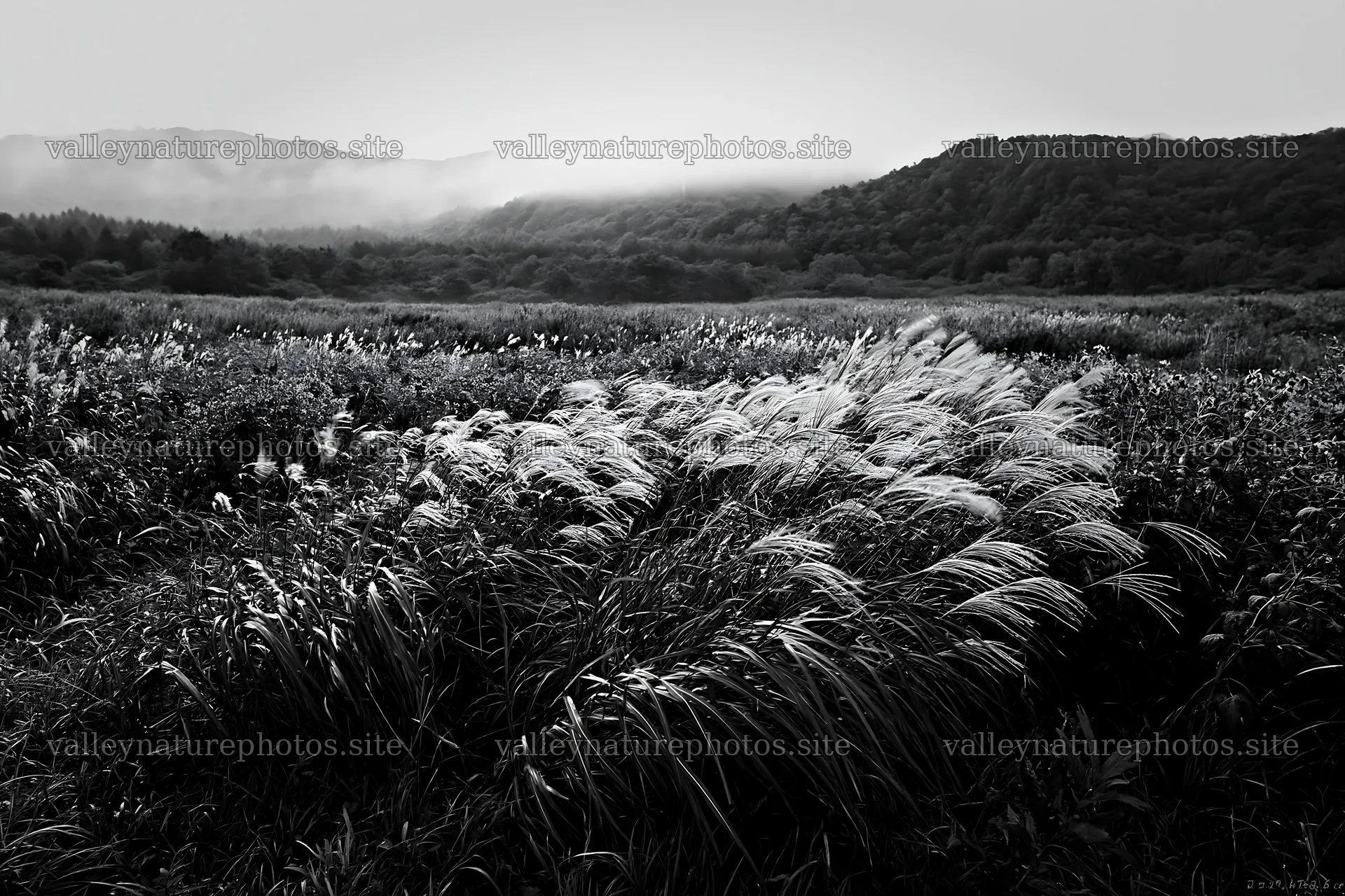 Iwate rain refreshed meadow with seedhead in the foreground – nature photography 9722x6480
