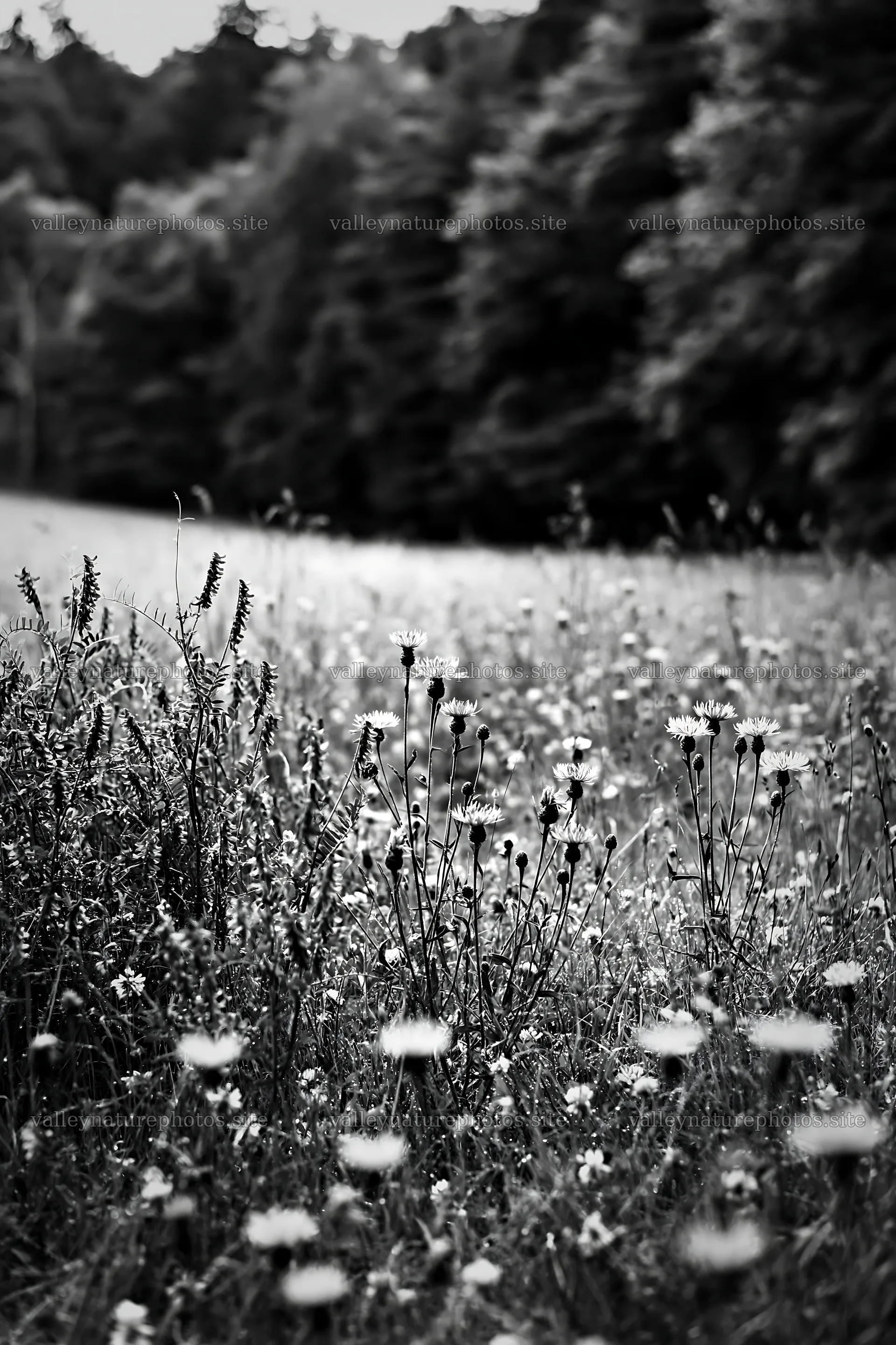 Flower meadow with woodland in the background – nature photography 6480x9722