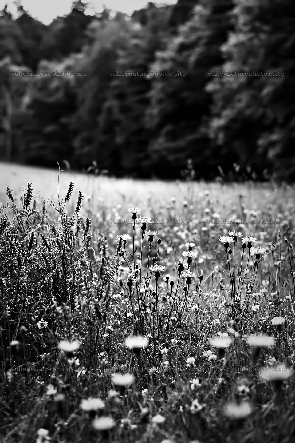 Flower meadow with woodland in the background – nature photography 6480x9722