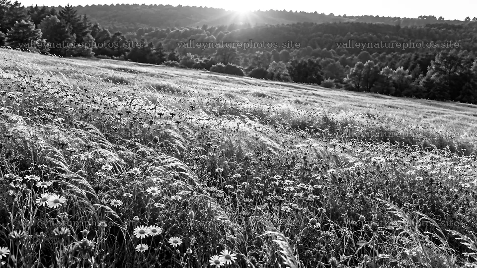 Backlit Wildflower Meadow at a Forest Edge – nature photography 10324x5812