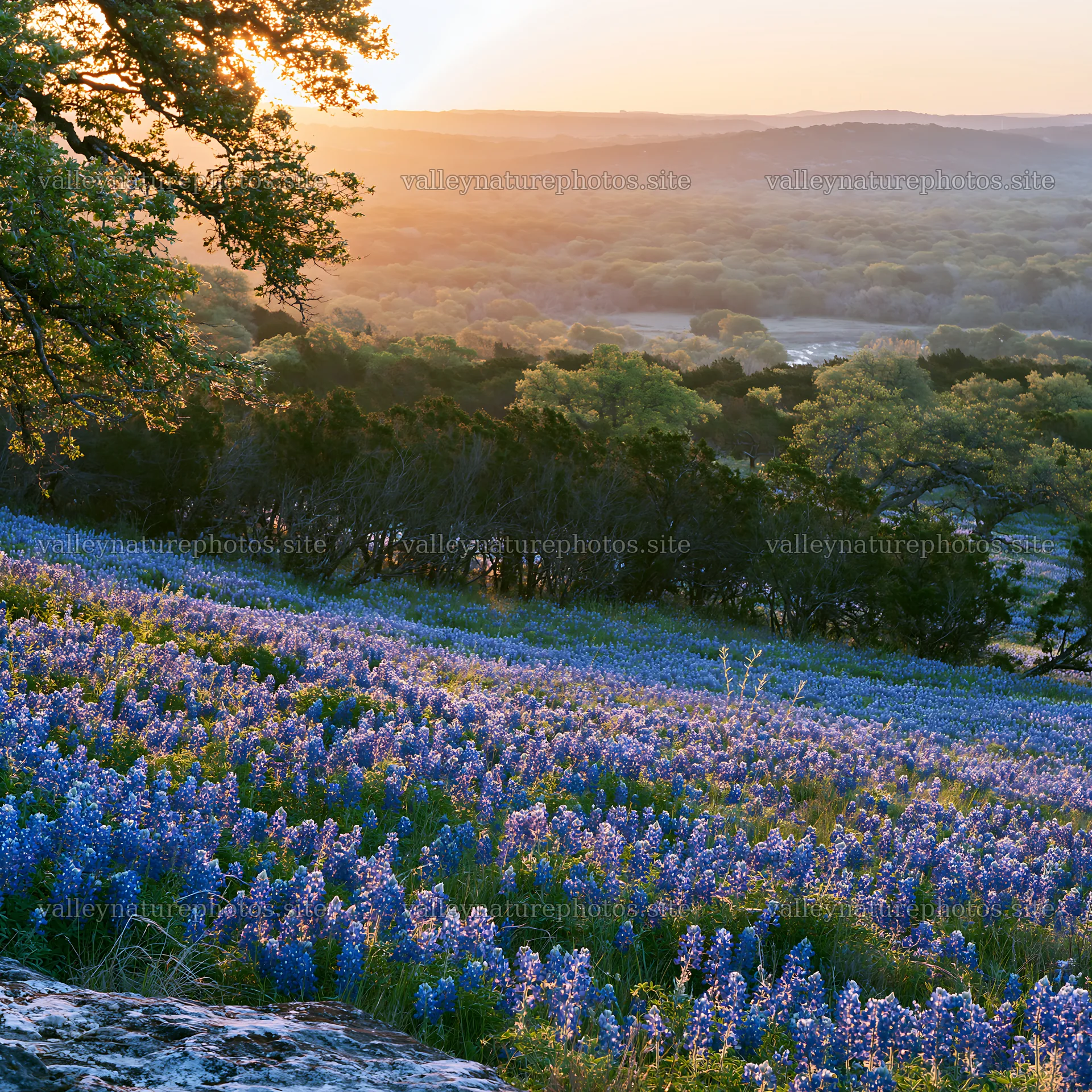 Bluebonnet meadow at sunrise in Texas – nature photography 7938x7938