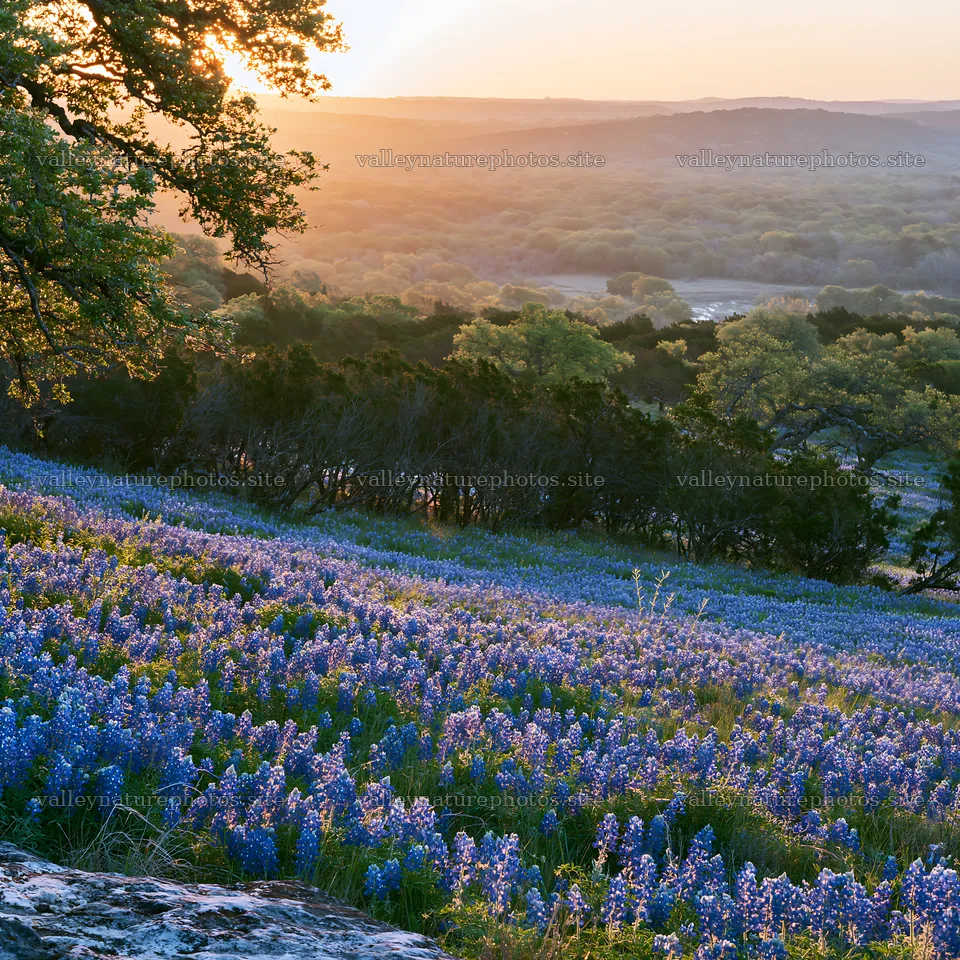 Bluebonnet meadow at sunrise in Texas – nature photography 7938x7938