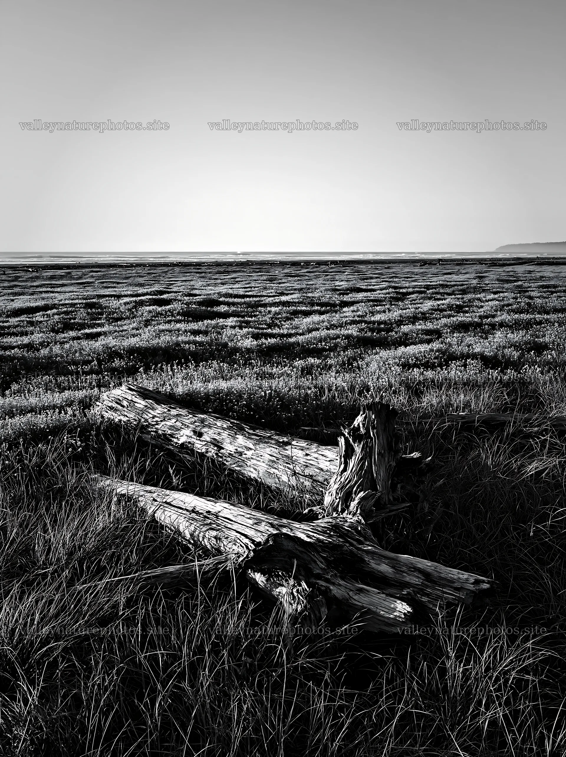 Driftwood in Chiba coastal climate meadow at low tide – nature photography 6866x9174