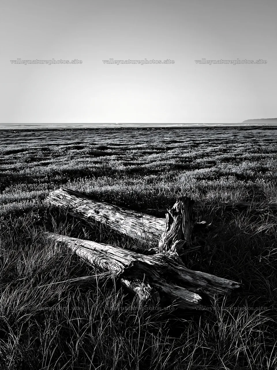Driftwood in Chiba coastal climate meadow at low tide – nature photography 6866x9174