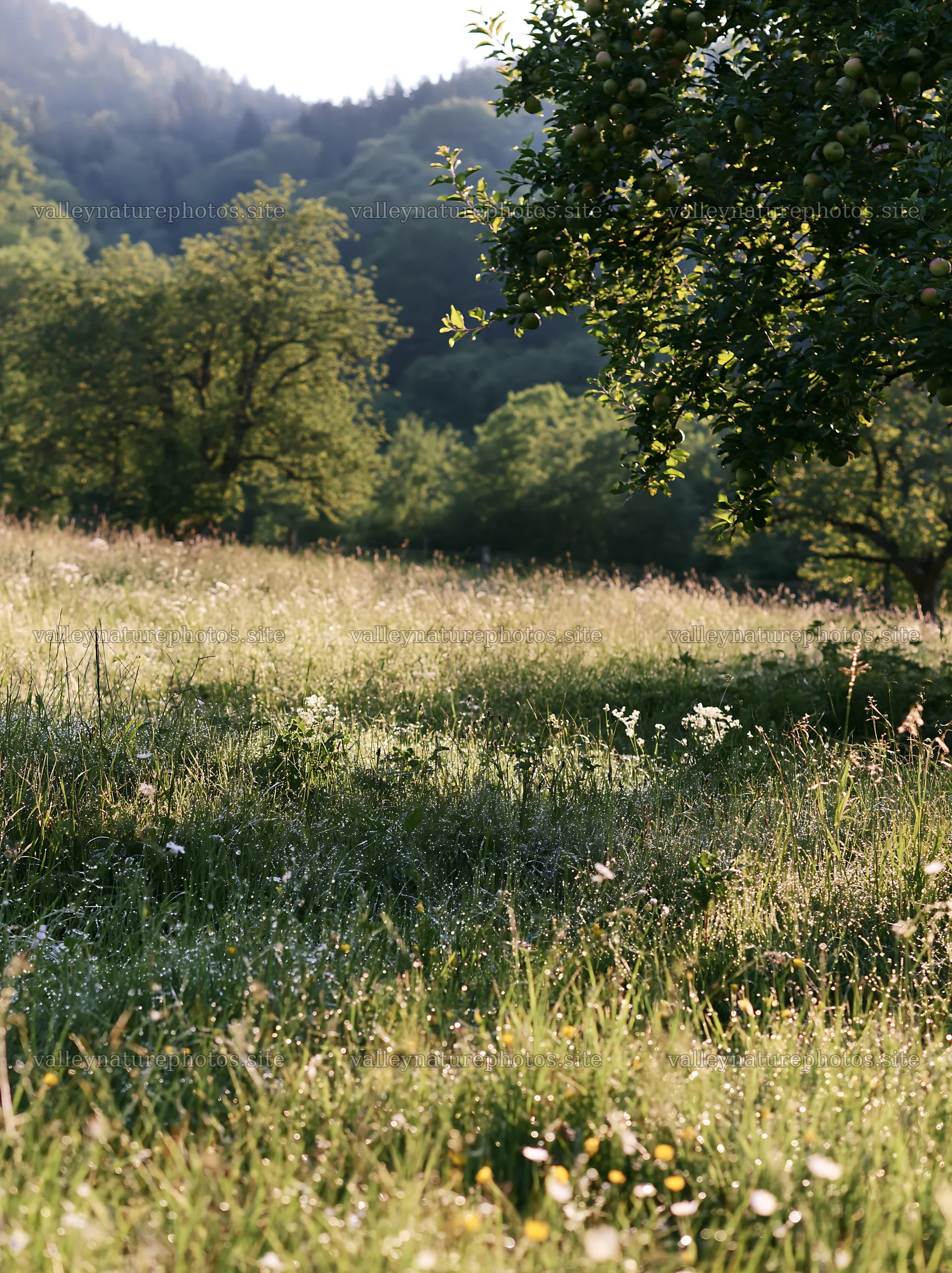 Valley apple meadow with green trees and natural grassland – nature photography 6866x9174