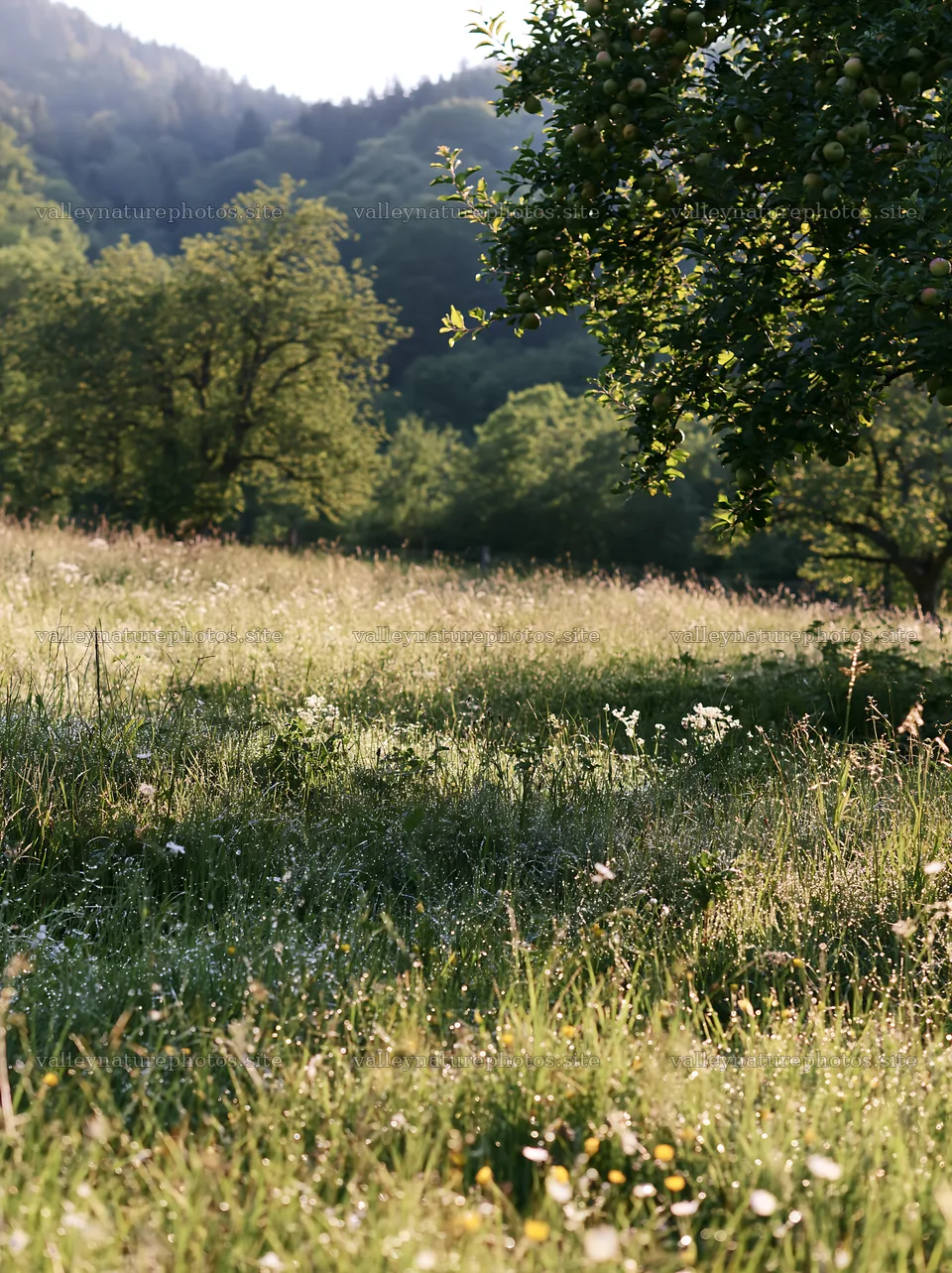 Valley apple meadow with green trees and natural grassland – nature photography 6866x9174