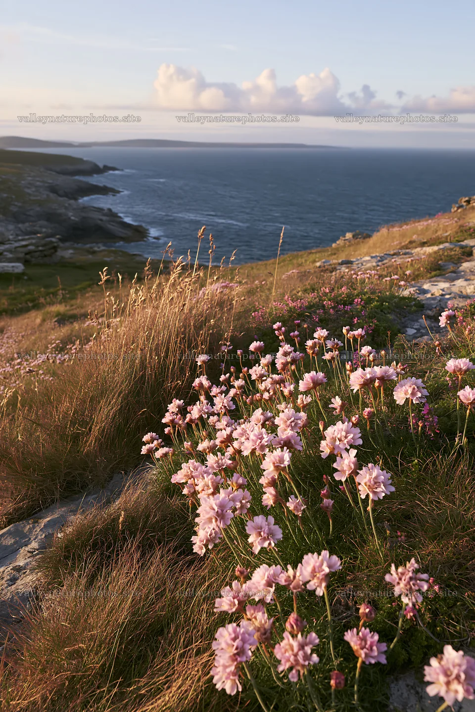 Sunny limestone meadow with pink flowers and ocean view – nature photography 6480x9722