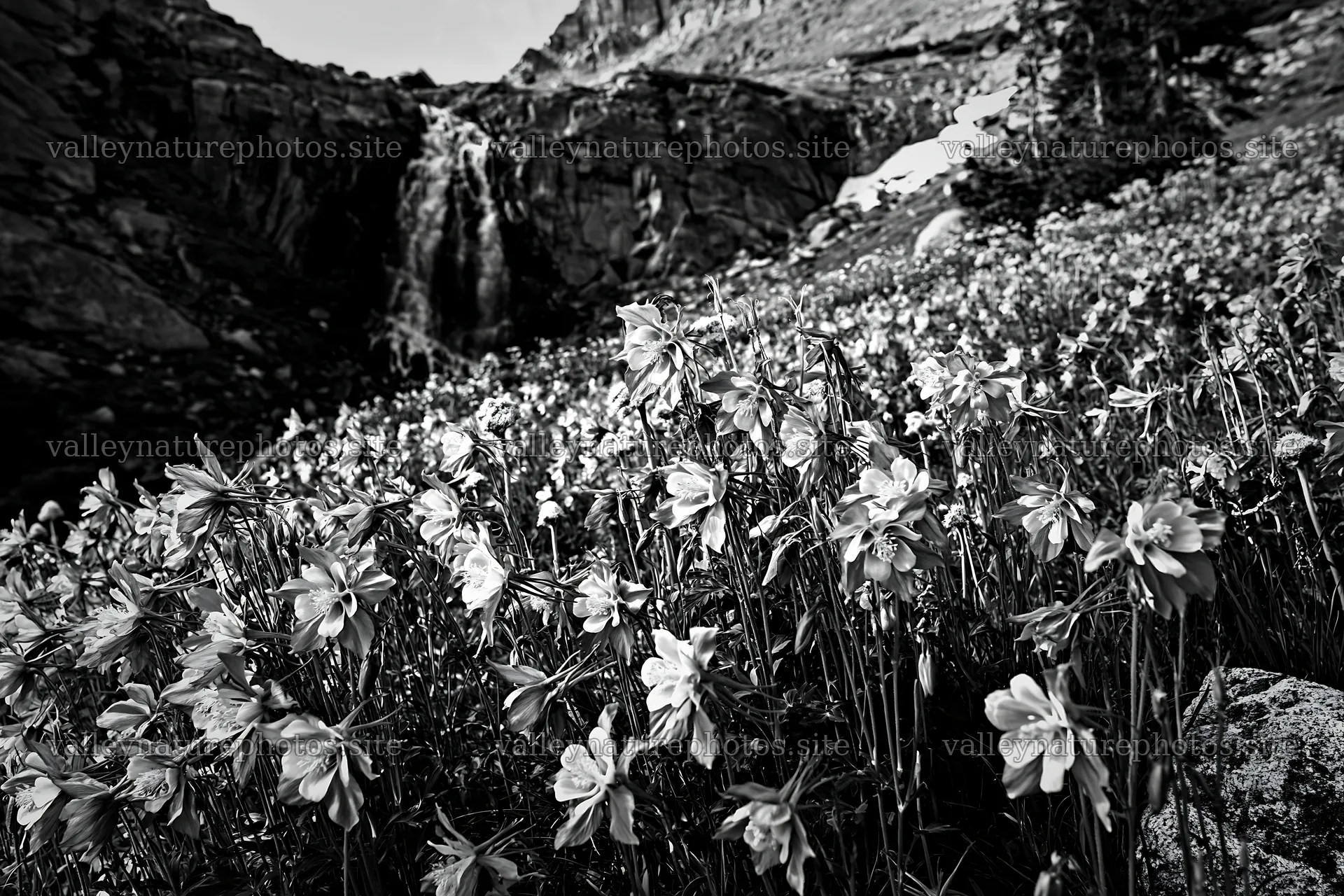Mountain flower meadow with waterfall in black and white – nature photography 9722x6480