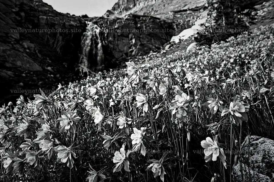 Mountain flower meadow with waterfall in black and white – nature photography 9722x6480