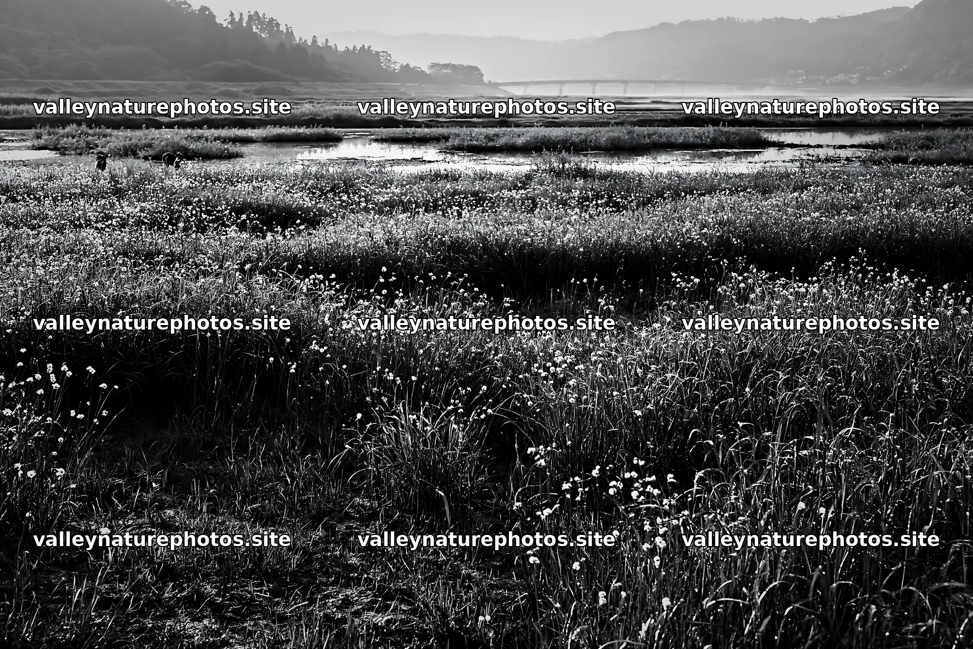 Niigata floodplain restoration meadow dew foreground – nature photography 9722x6480