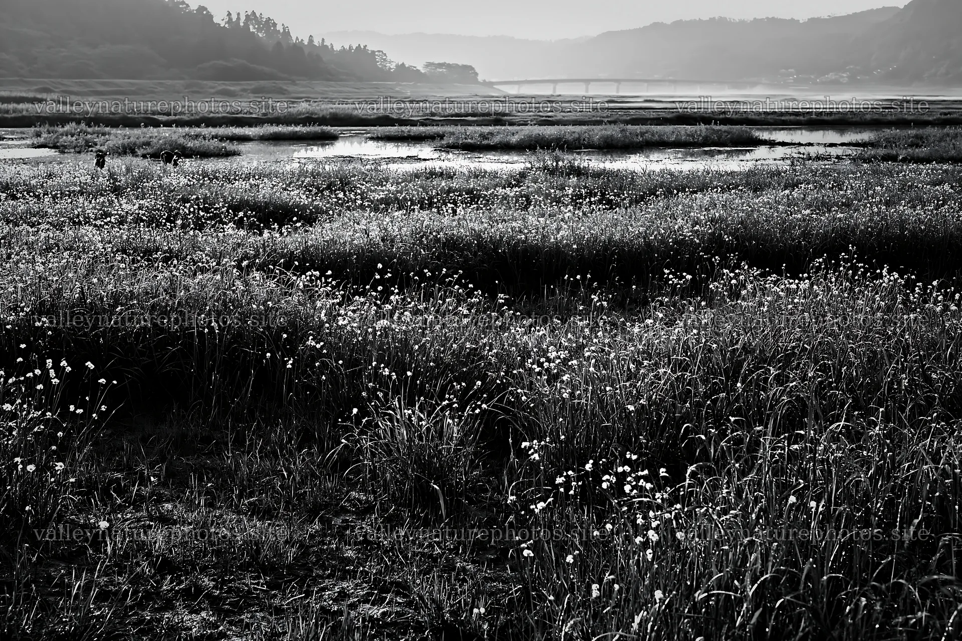 Niigata floodplain restoration meadow dew foreground – nature photography 9722x6480
