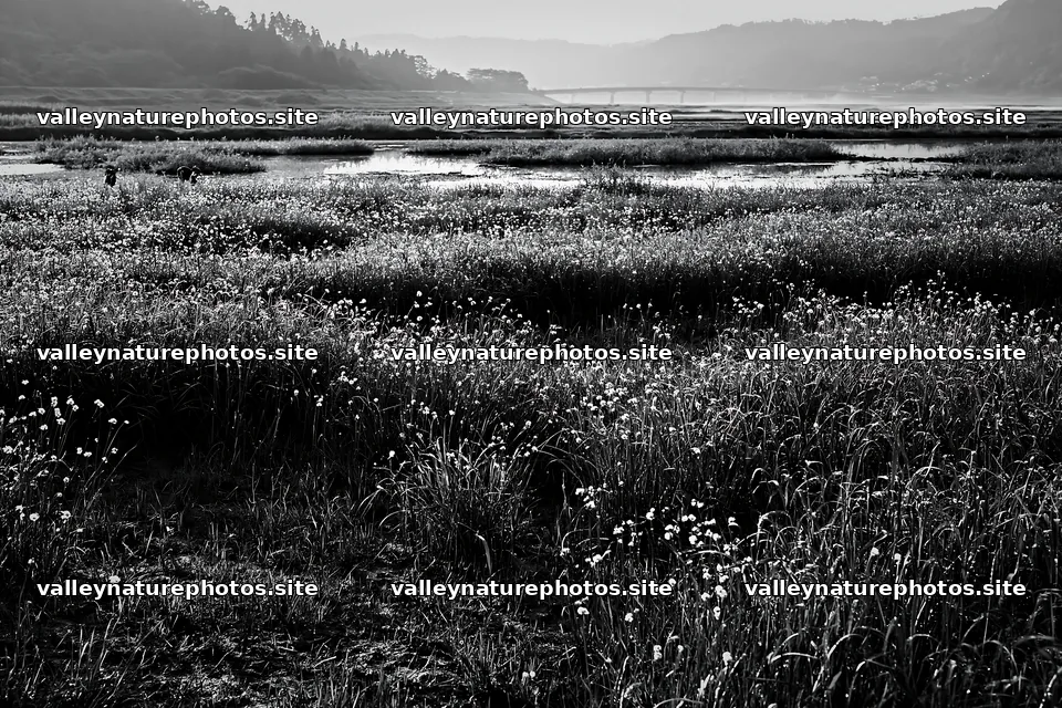 Niigata floodplain restoration meadow dew foreground – nature photography 9722x6480