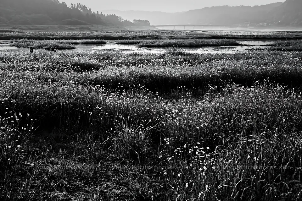 Niigata floodplain restoration meadow dew foreground – nature photography 9722x6480
