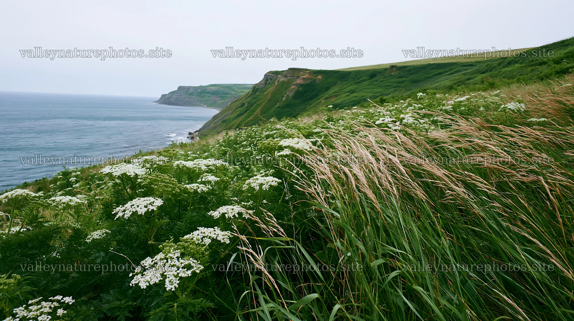 Cow parsley meadow overlooking the sea at a coastal cliff – nature photography 10608x5938