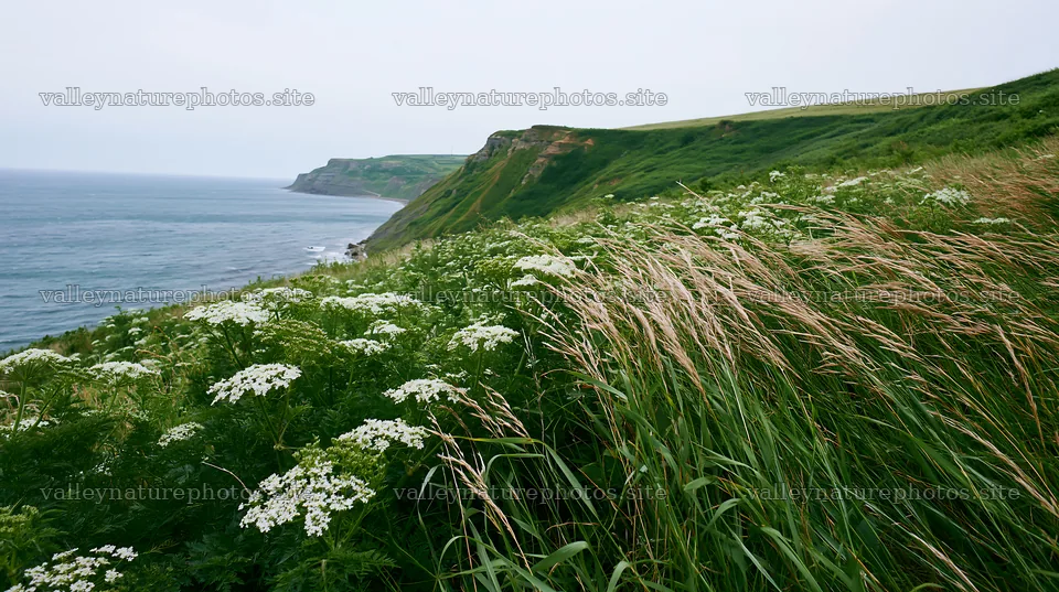 Cow parsley meadow overlooking the sea at a coastal cliff – nature photography 10608x5938