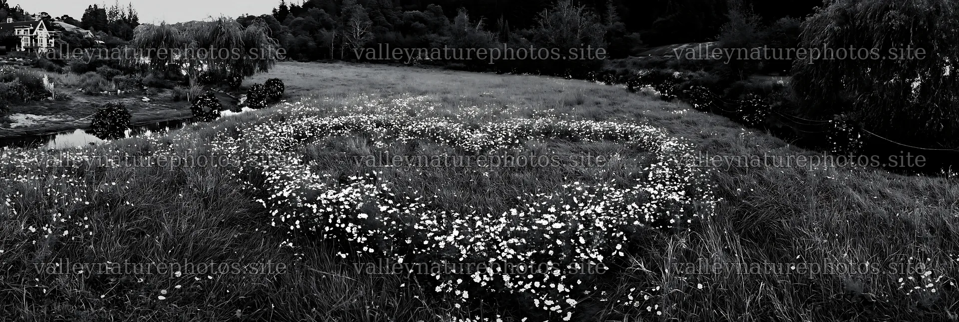 Christmas wreaths beside stream in meadow – nature photography 13690x4602