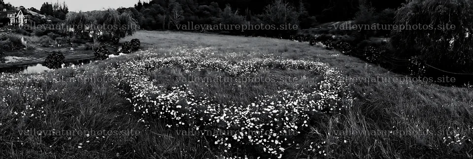 Christmas wreaths beside stream in meadow – nature photography 13690x4602