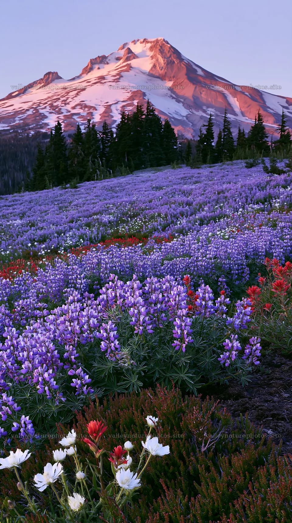 Colorful lupine meadow with mountain backdrop at sunset – nature photography 5938x10608