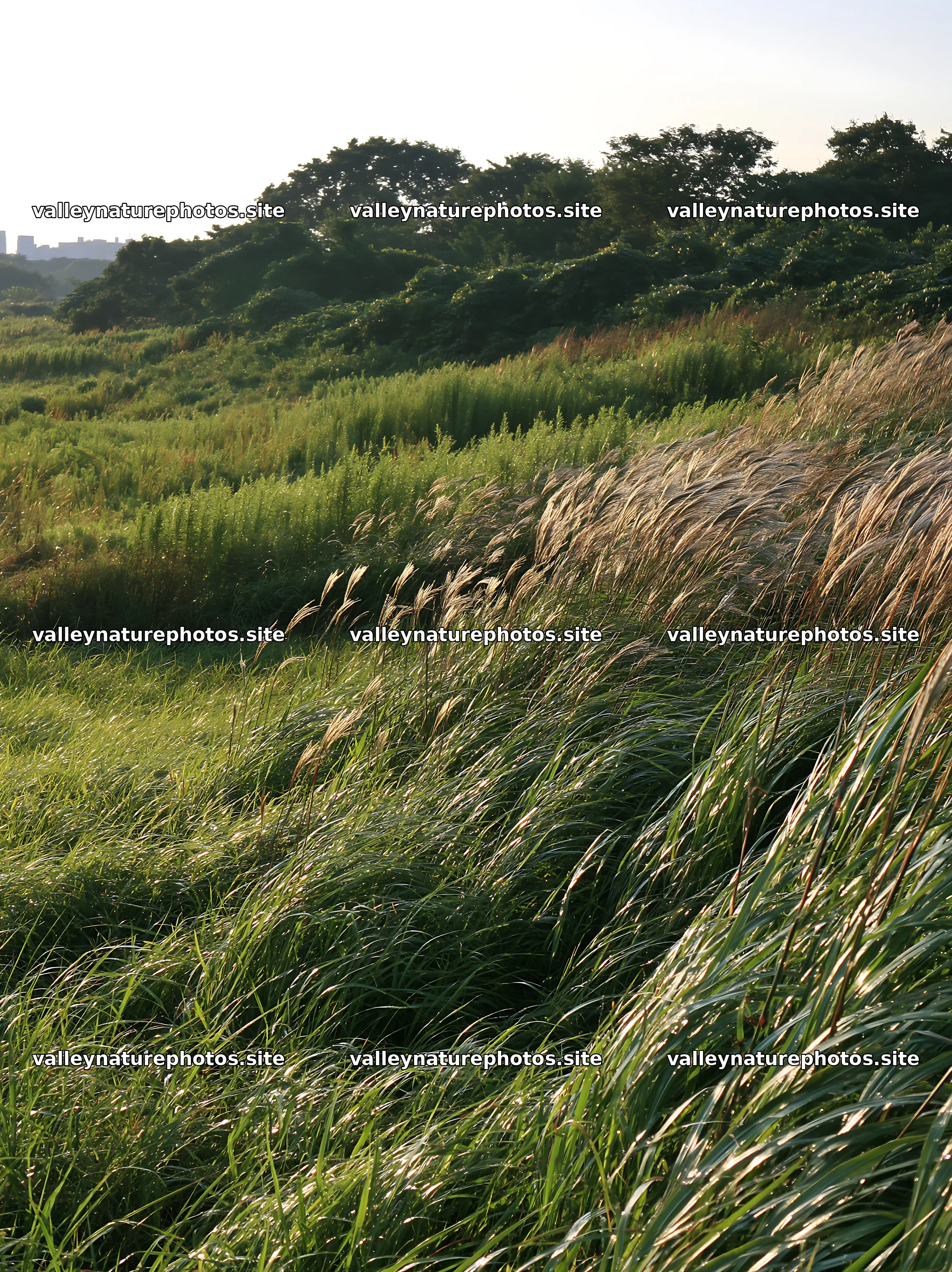 Tokyo urban biodiversity meadow with seedheads on a sunny day – nature photography 6866x9174