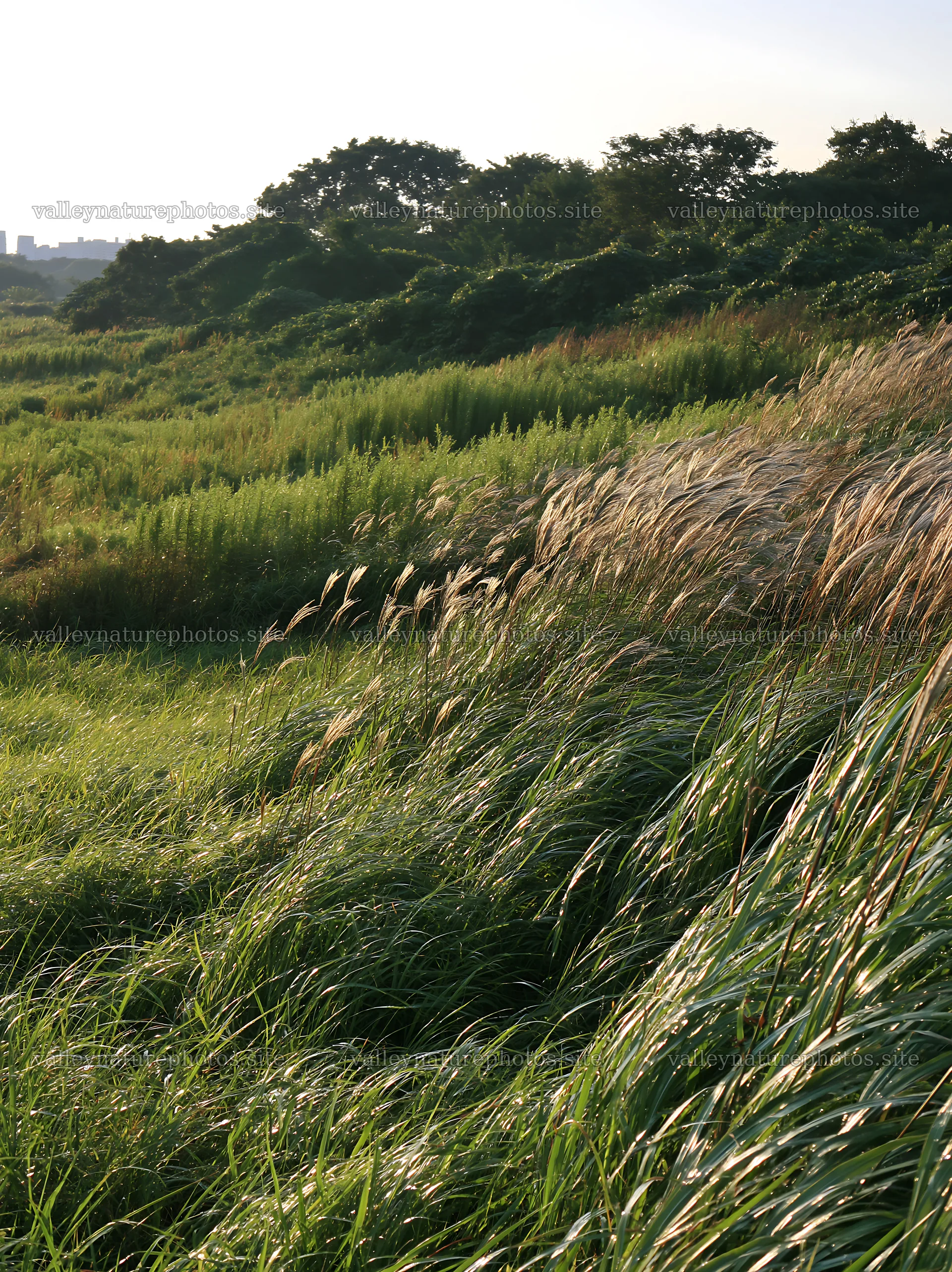Tokyo urban biodiversity meadow with seedheads on a sunny day – nature photography 6866x9174