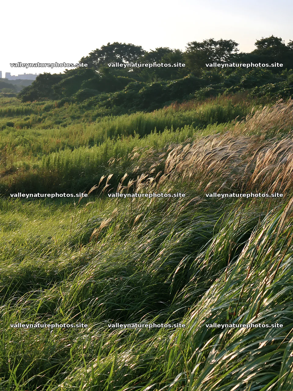 Tokyo urban biodiversity meadow with seedheads on a sunny day – nature photography 6866x9174
