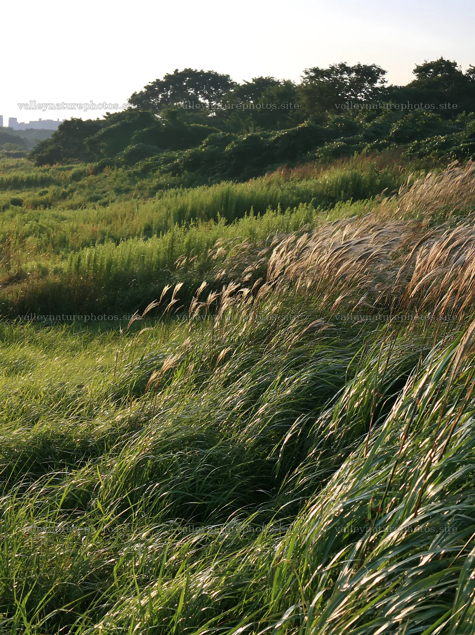 Tokyo urban biodiversity meadow with seedheads on a sunny day – nature photography 6866x9174