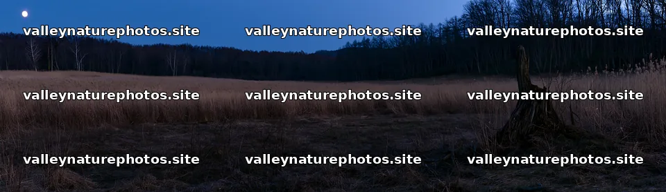 Fukushima native meadow with weathered stump at dusk – nature photography 14762x4268
