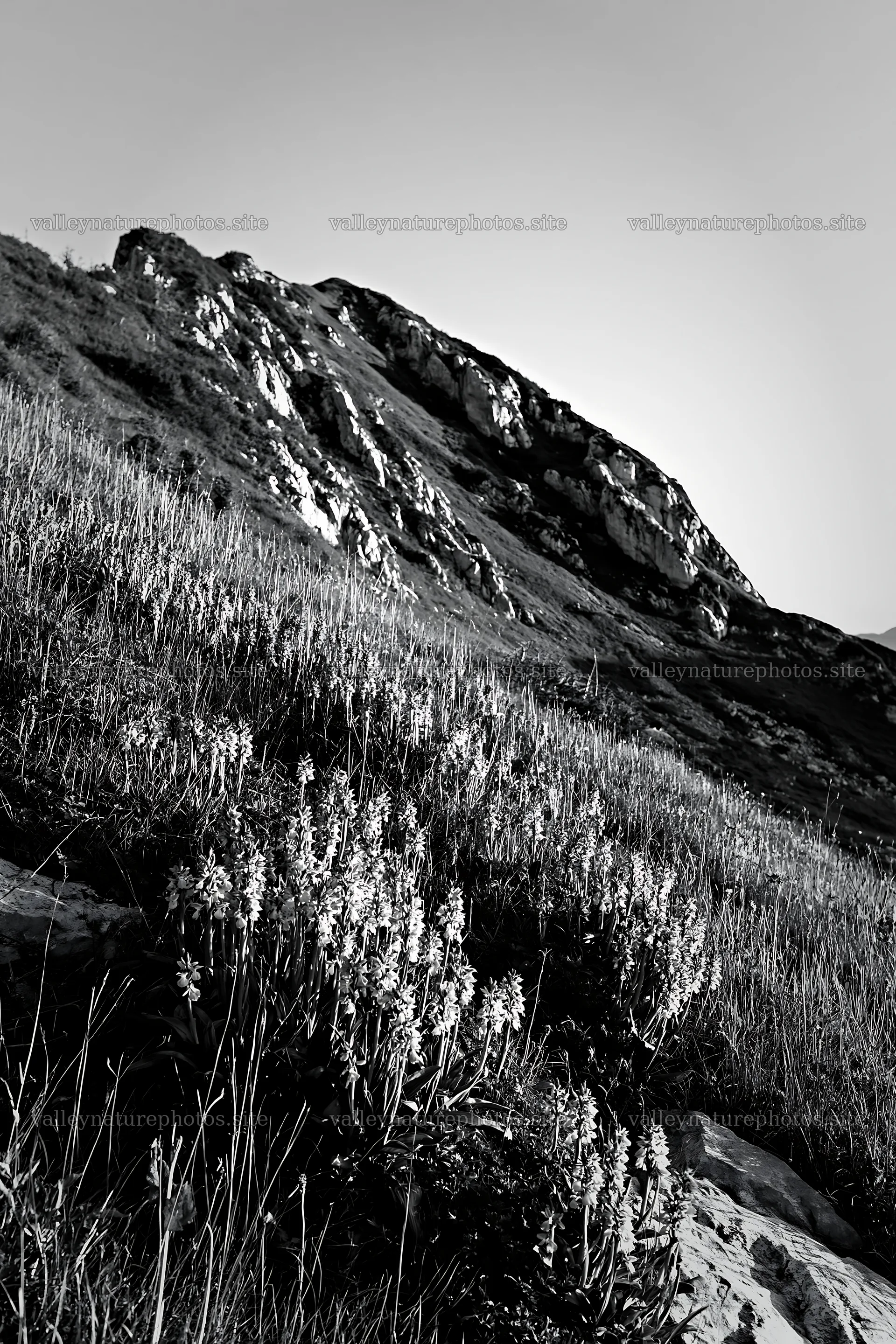 Wild orchid meadow with rocky hillside and evening light – nature photography 6480x9722