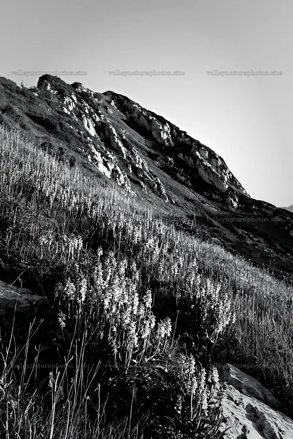Wild orchid meadow with rocky hillside and evening light – nature photography 6480x9722