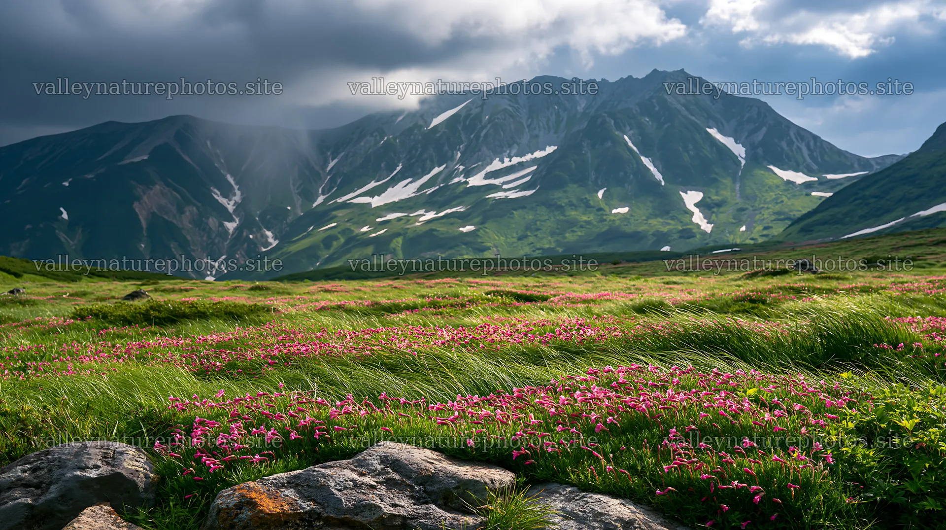 Toyama alpine meadow snowmelt rock foreground with flowers – nature photography 10608x5938