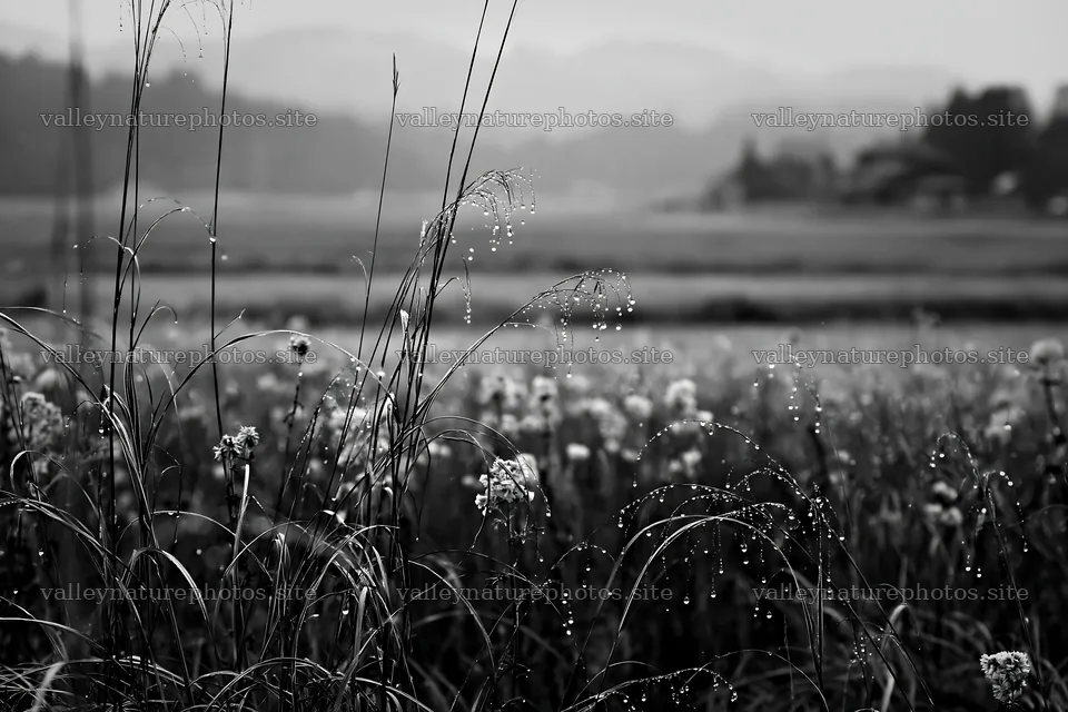 Akita snowmelt meadow with silver grasses in misty weather – nature photography 9722x6480
