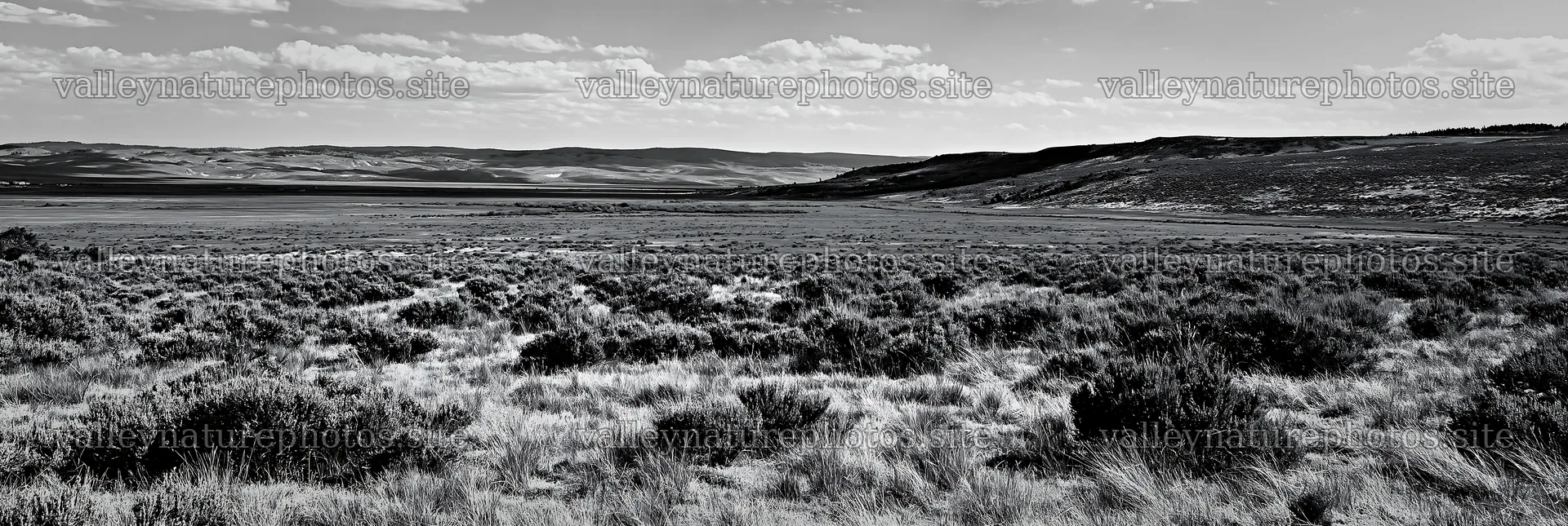 Drought-tolerant meadow with grass and shrubs in open landscape – nature photography 13690x4602