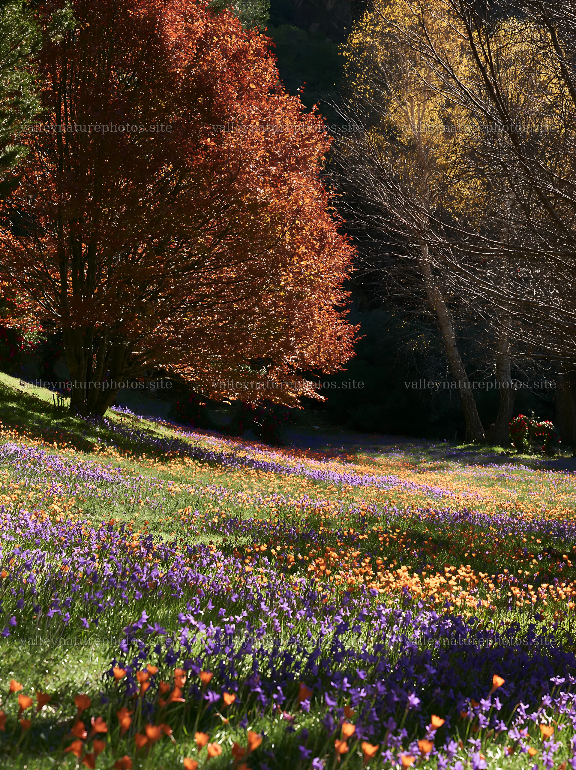Christmas wreaths near cave in meadow during autumn – nature photography 6866x9174