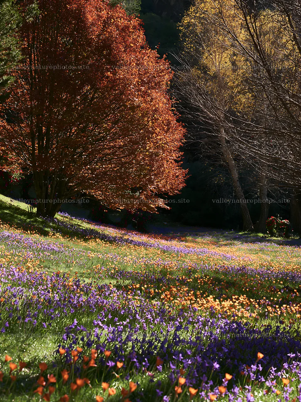 Christmas wreaths near cave in meadow during autumn – nature photography 6866x9174